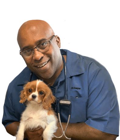 village vet buckhead|village vets virginia highland.